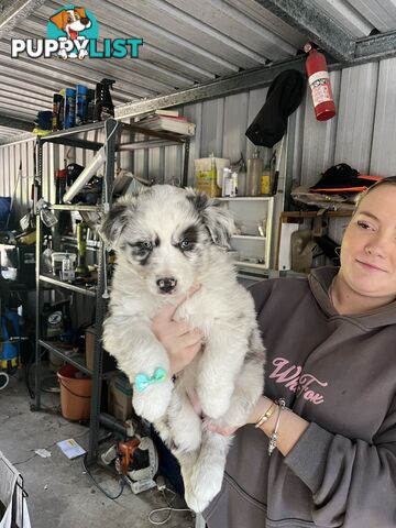 Australian shepherds