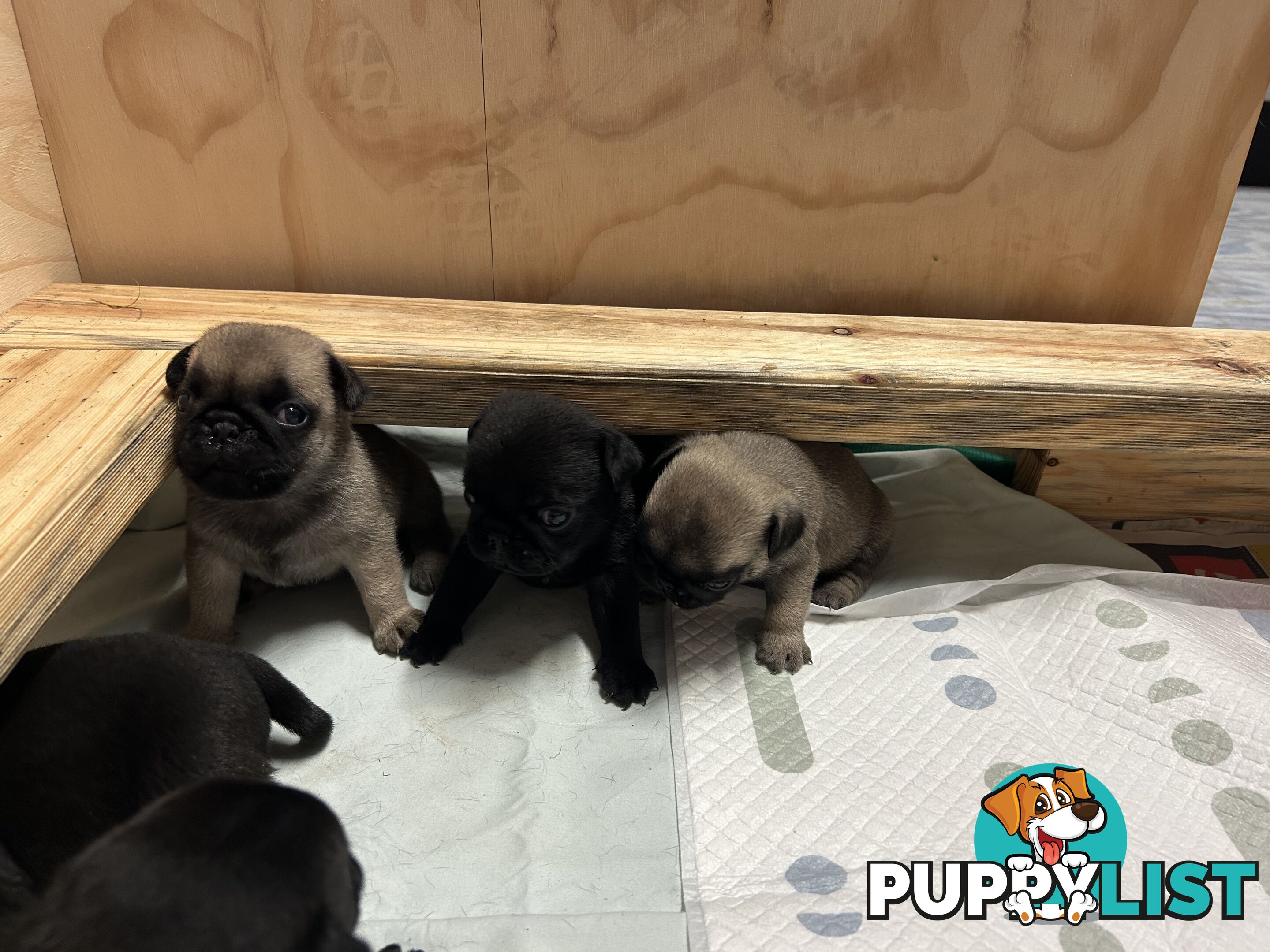 Purebred Pug Puppies