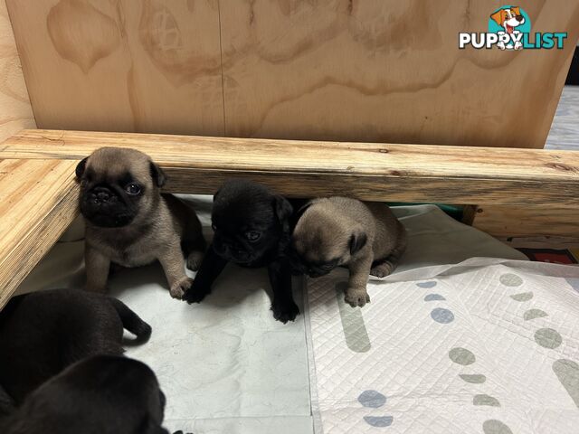 Purebred Pug Puppies