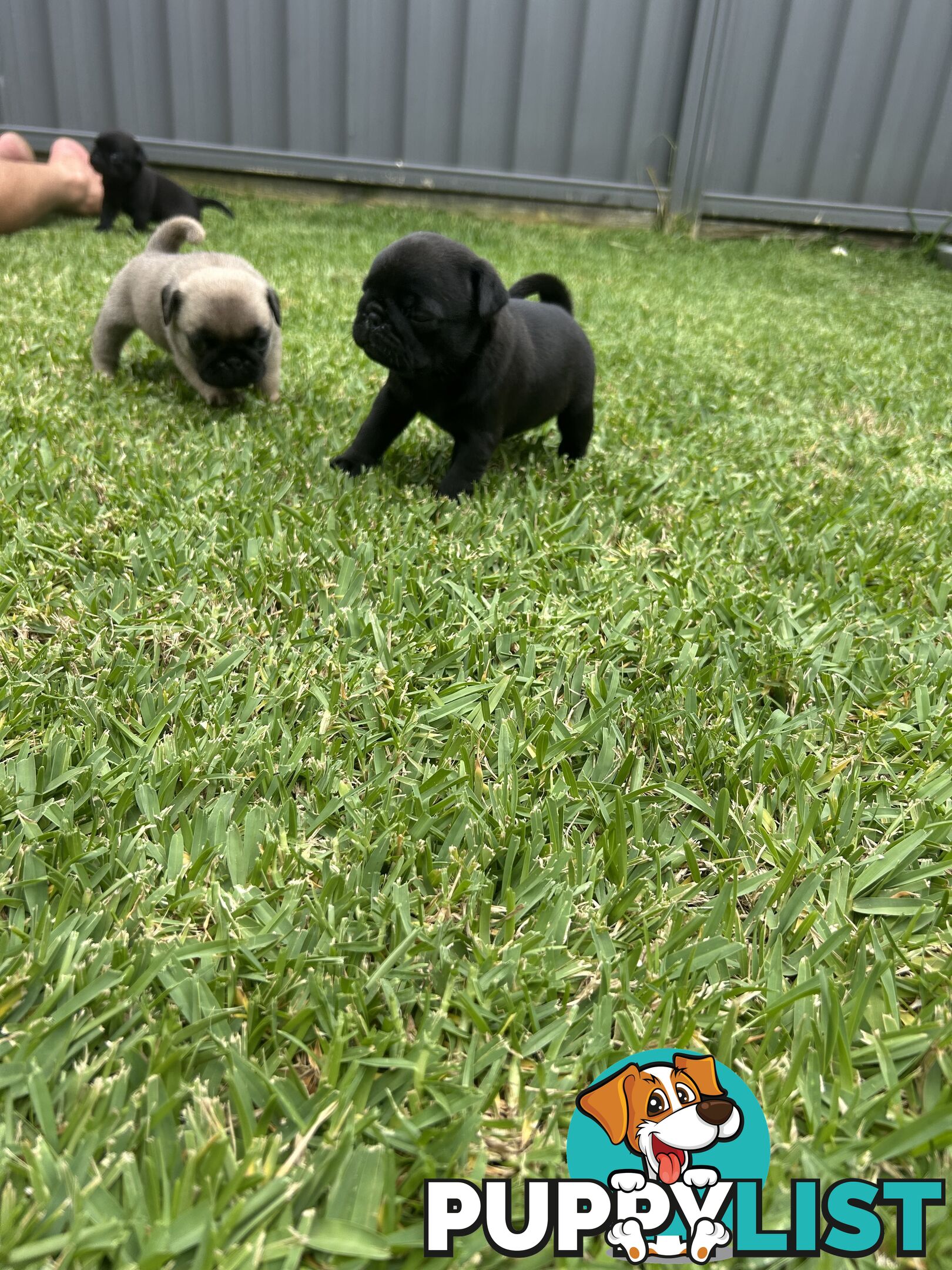 Purebred Pug Puppies