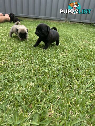 Purebred Pug Puppies