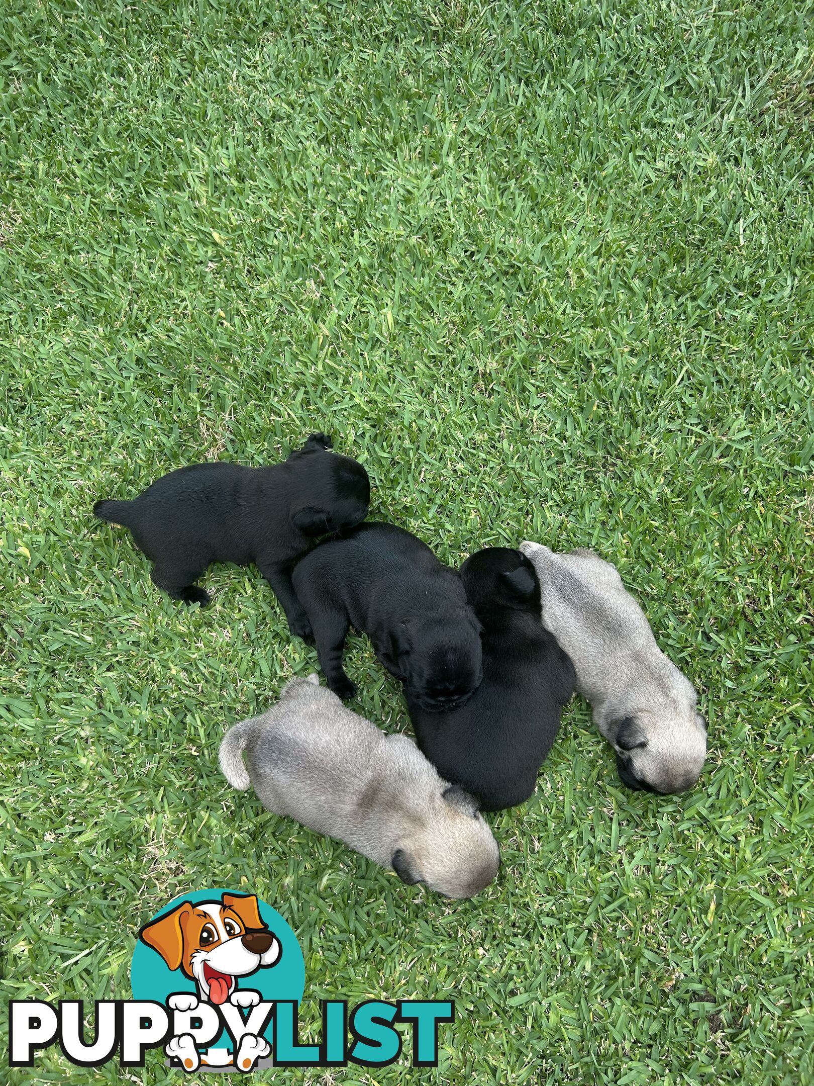 Purebred Pug Puppies