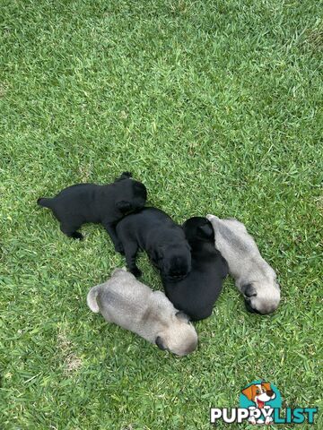 Purebred Pug Puppies