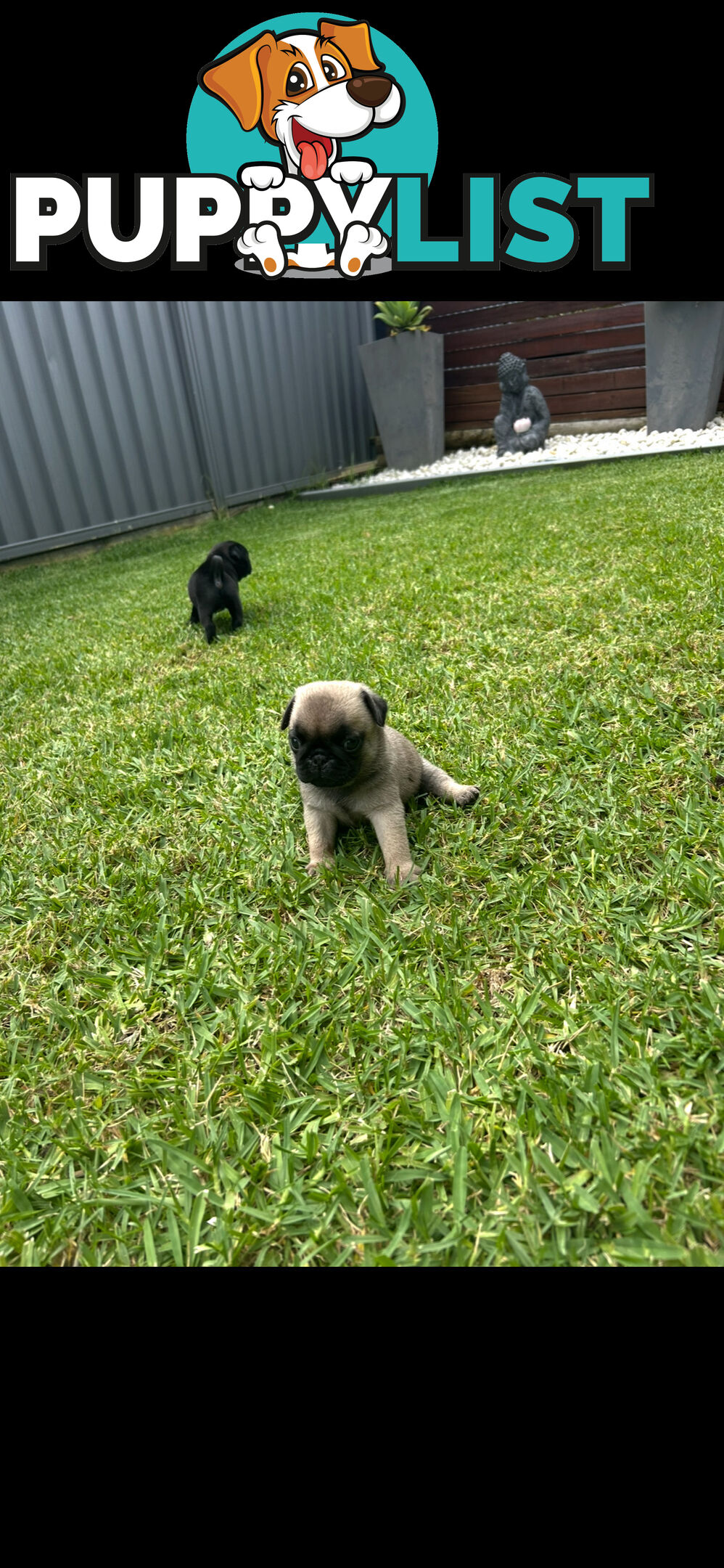 Purebred Pug Puppies