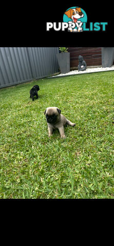 Purebred Pug Puppies