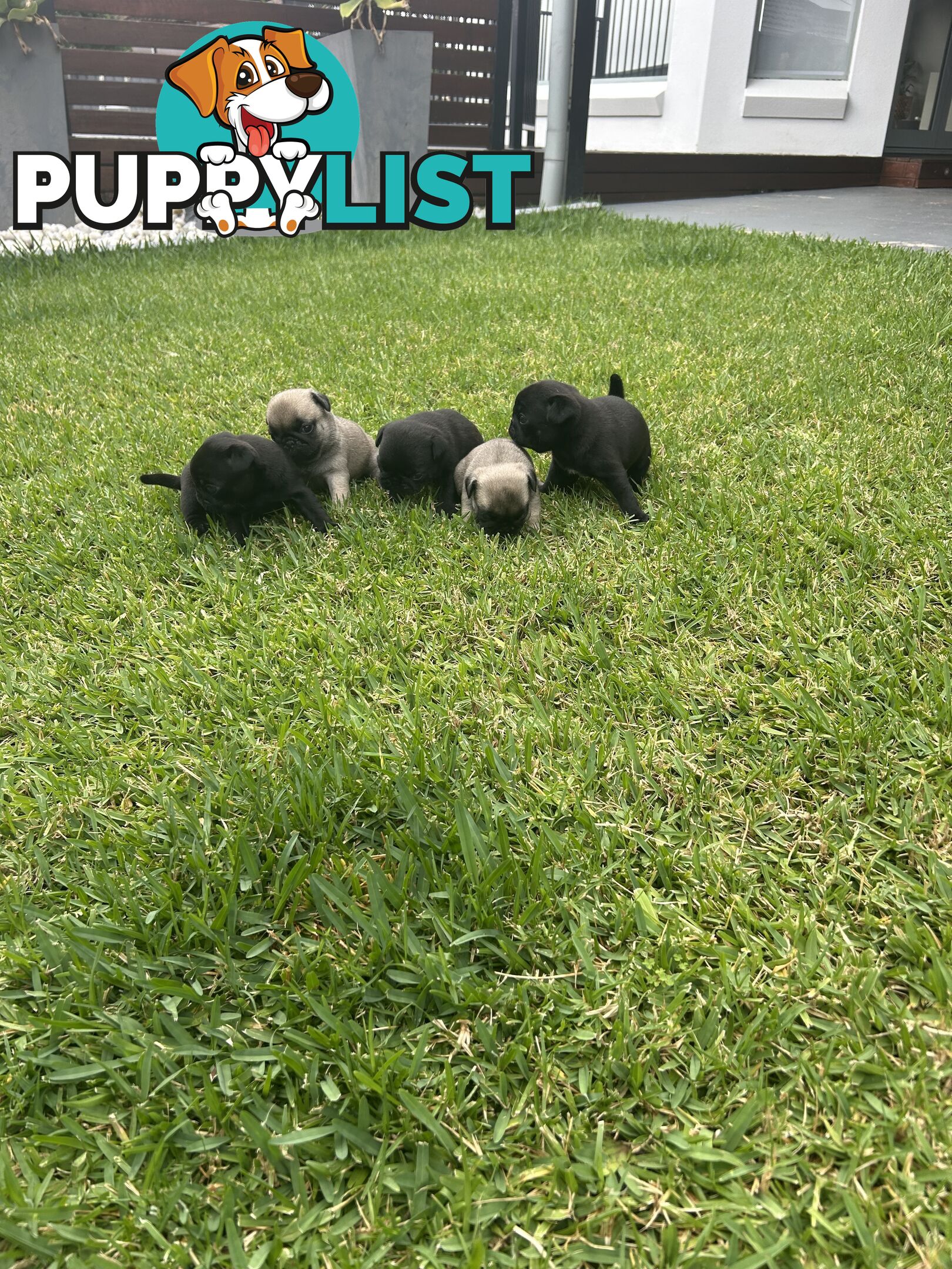 Purebred Pug Puppies