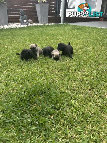 Purebred Pug Puppies