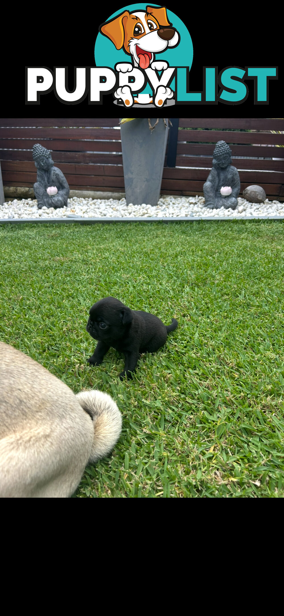 Purebred Pug Puppies