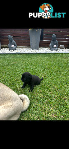 Purebred Pug Puppies