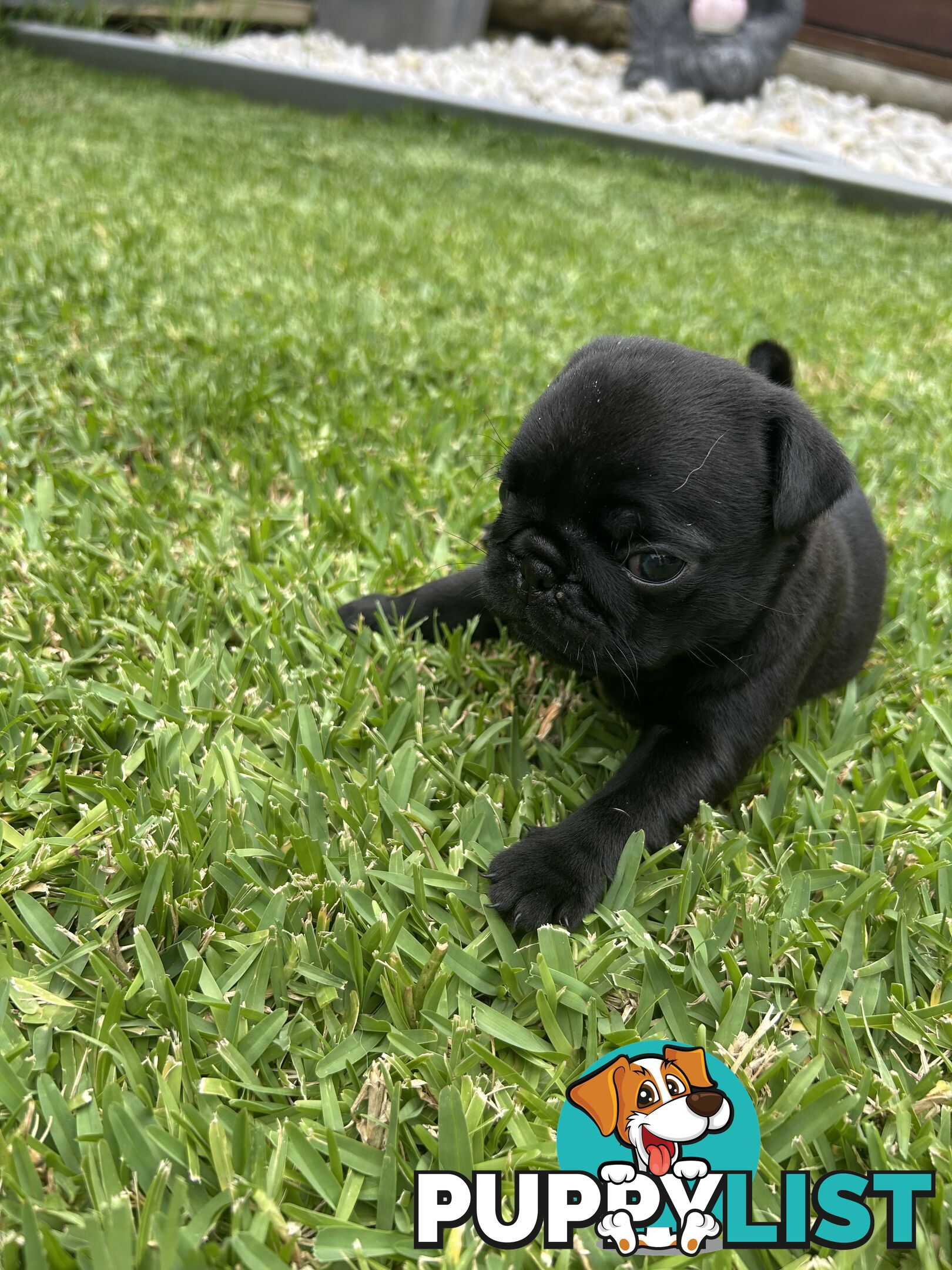 Purebred Pug Puppies