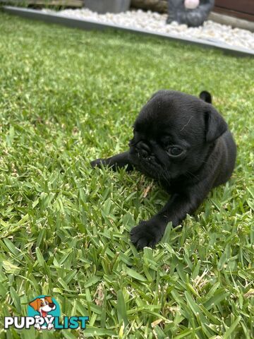 Purebred Pug Puppies