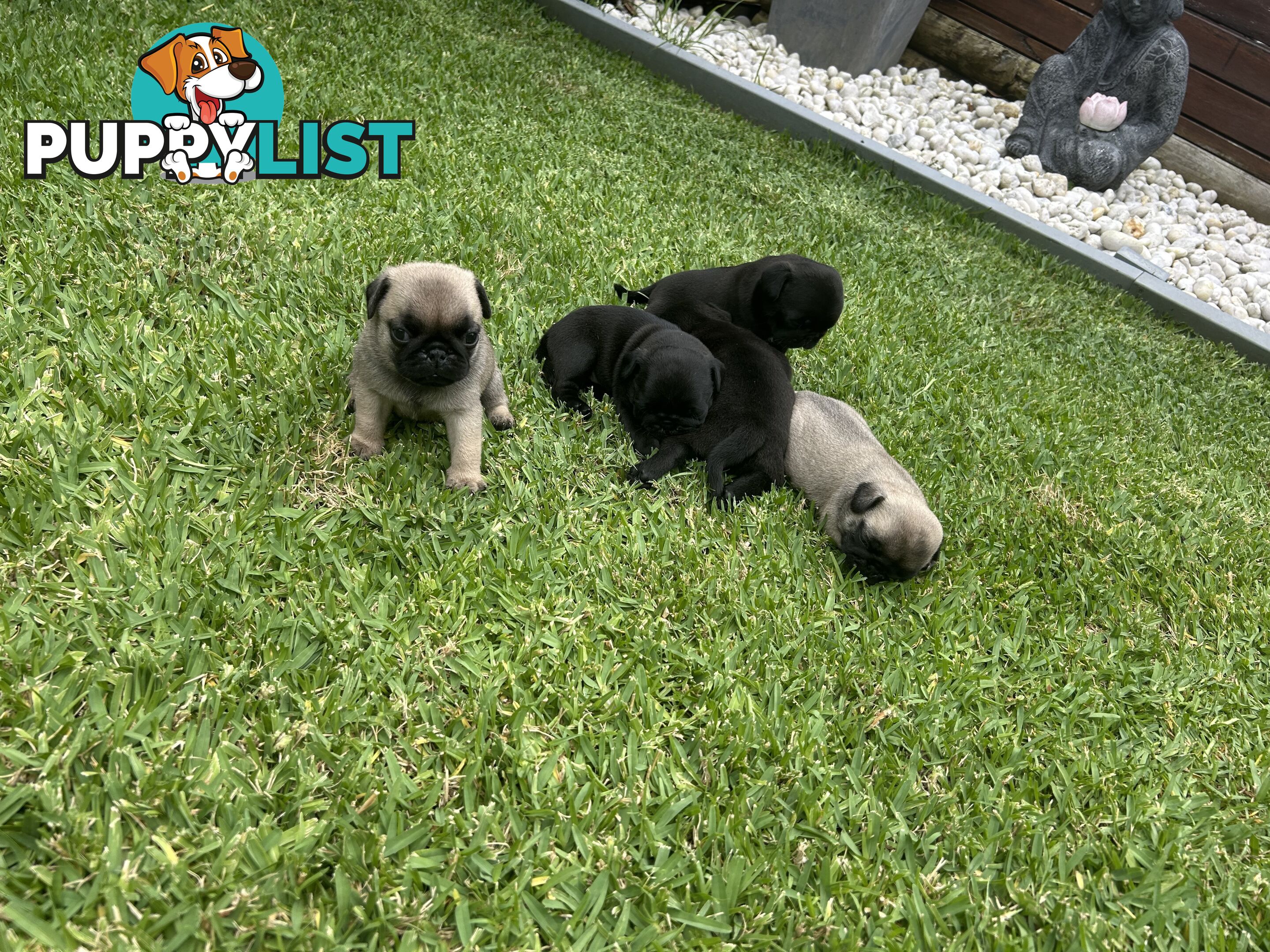 Purebred Pug Puppies