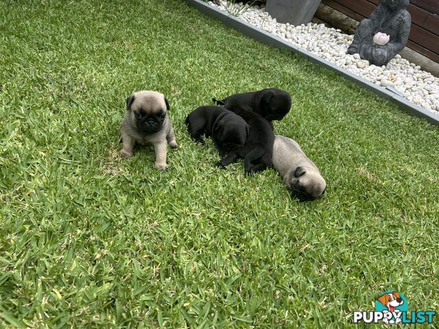 Purebred Pug Puppies