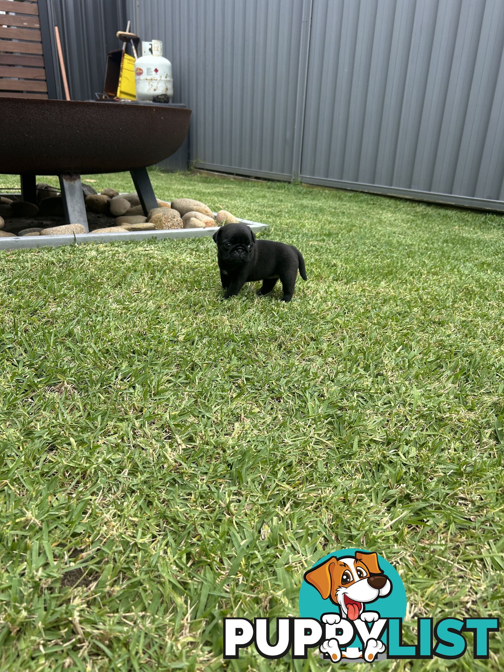 Purebred Pug Puppies