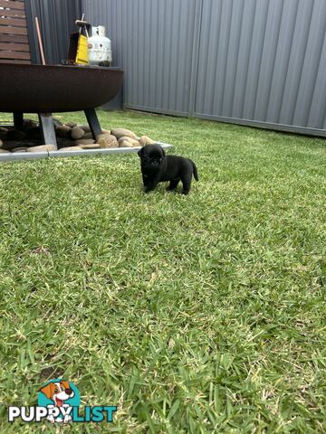 Purebred Pug Puppies