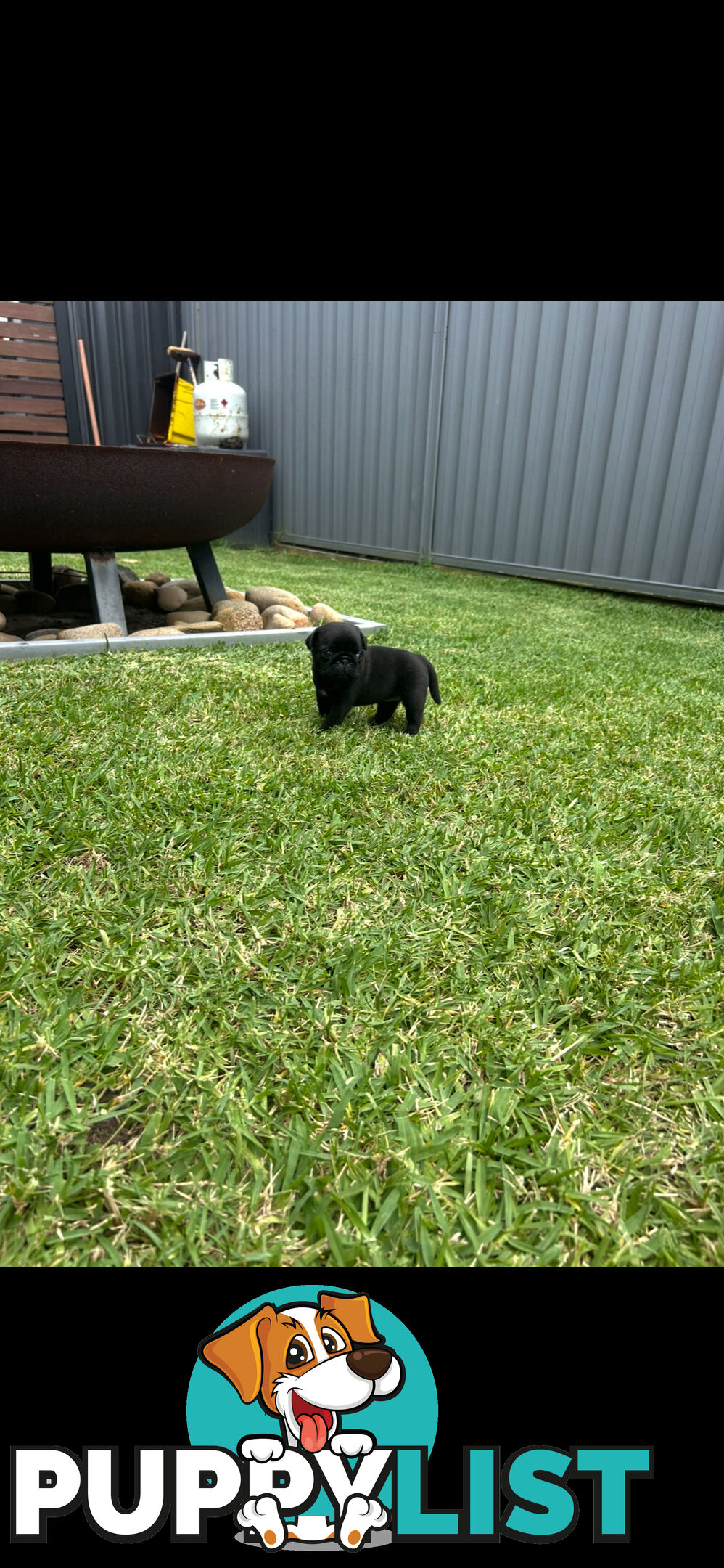 Purebred Pug Puppies