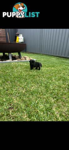 Purebred Pug Puppies