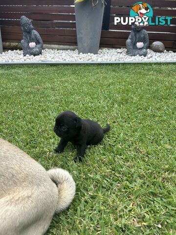 Purebred Pug Puppies