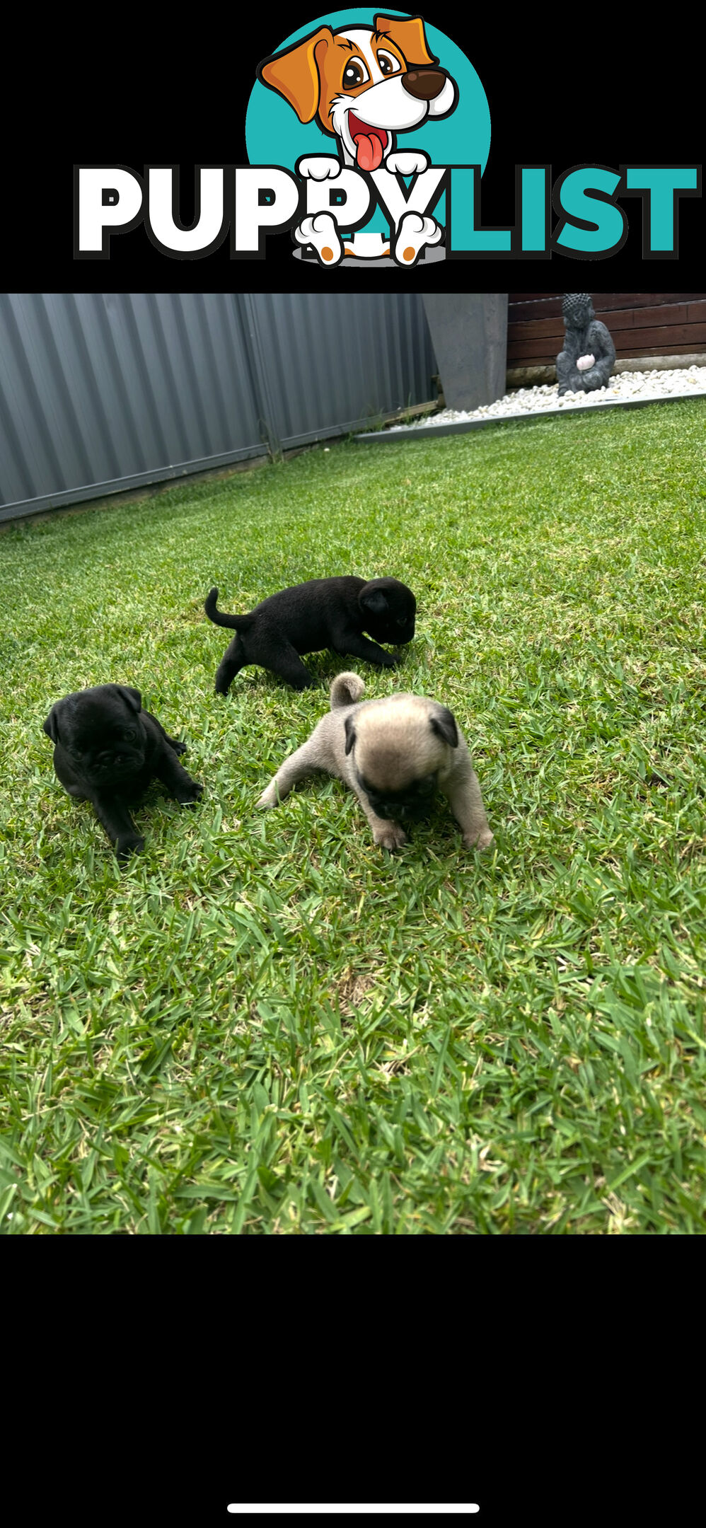 Purebred Pug Puppies