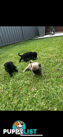 Purebred Pug Puppies