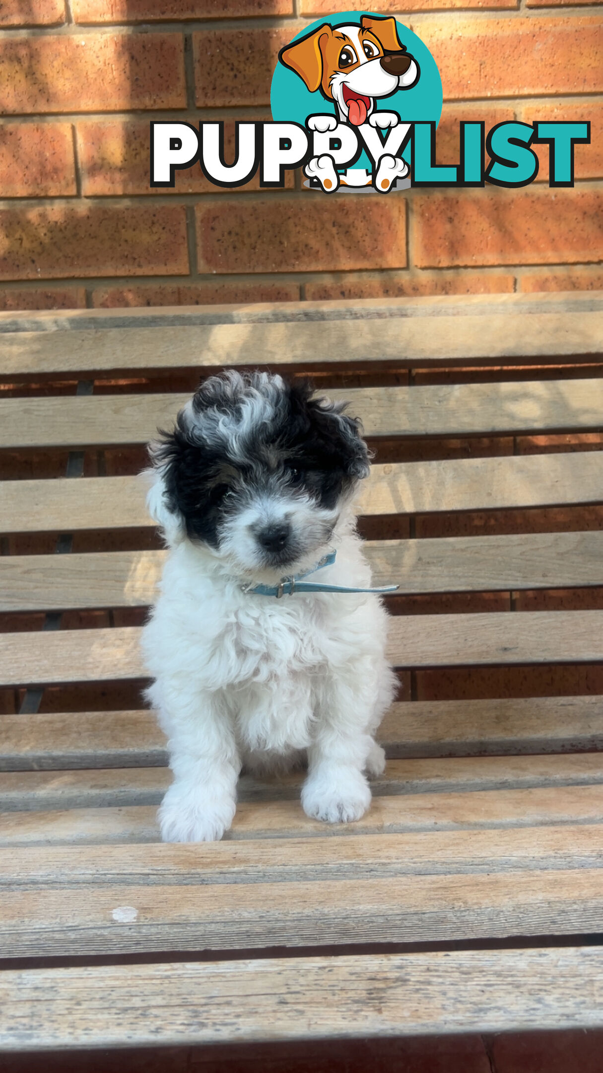 Miniature poodle cross (schmoodle)