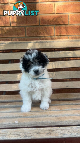 Miniature poodle cross (schmoodle)