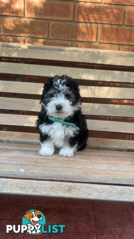 Miniature poodle cross (schmoodle)
