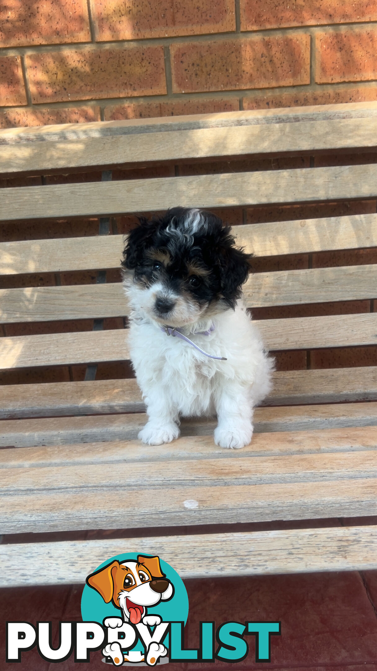 Miniature poodle cross (schmoodle)