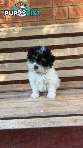 Miniature poodle cross (schmoodle)