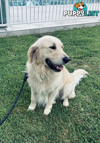 Golden Retriever STUD