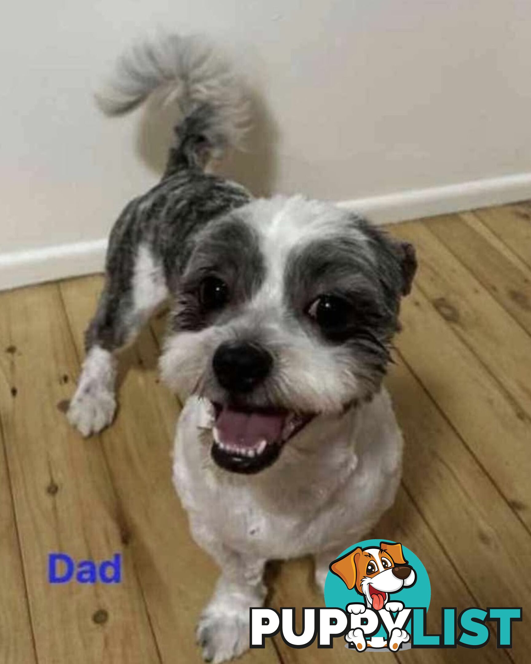 Maltese x Shih Tzu Puppies