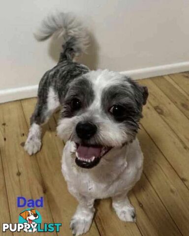 Maltese x Shih Tzu Puppies