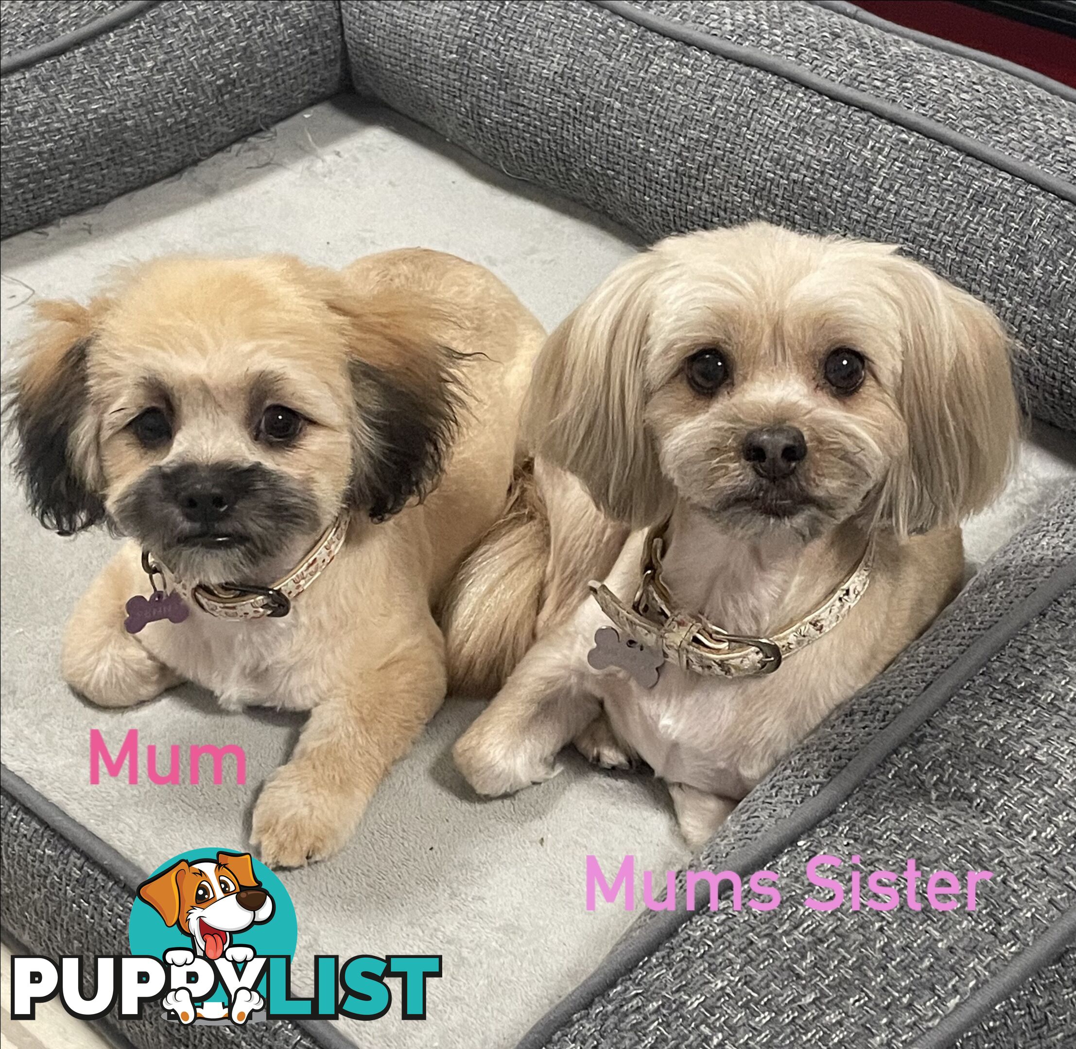 Maltese x Shih Tzu Puppies