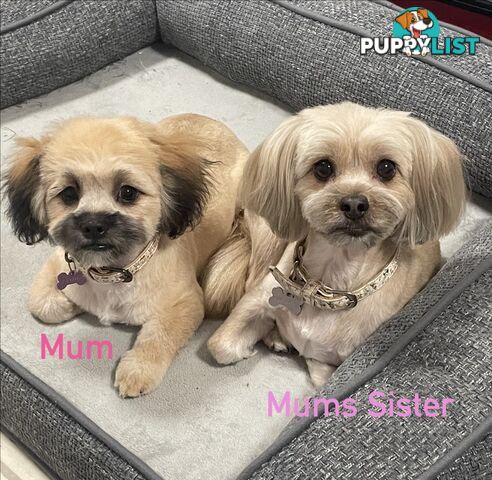 Maltese x Shih Tzu Puppies