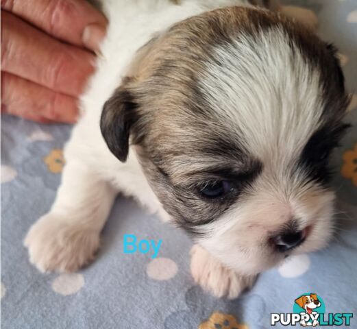 Maltese x Shih Tzu Puppies