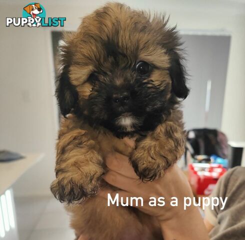 Maltese x Shih Tzu Puppies