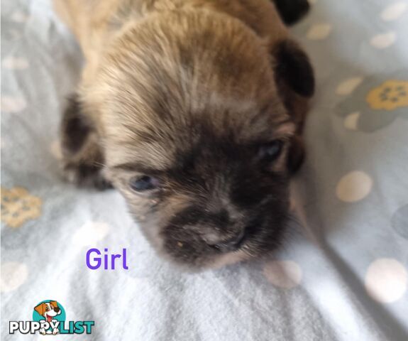 Maltese x Shih Tzu Puppies
