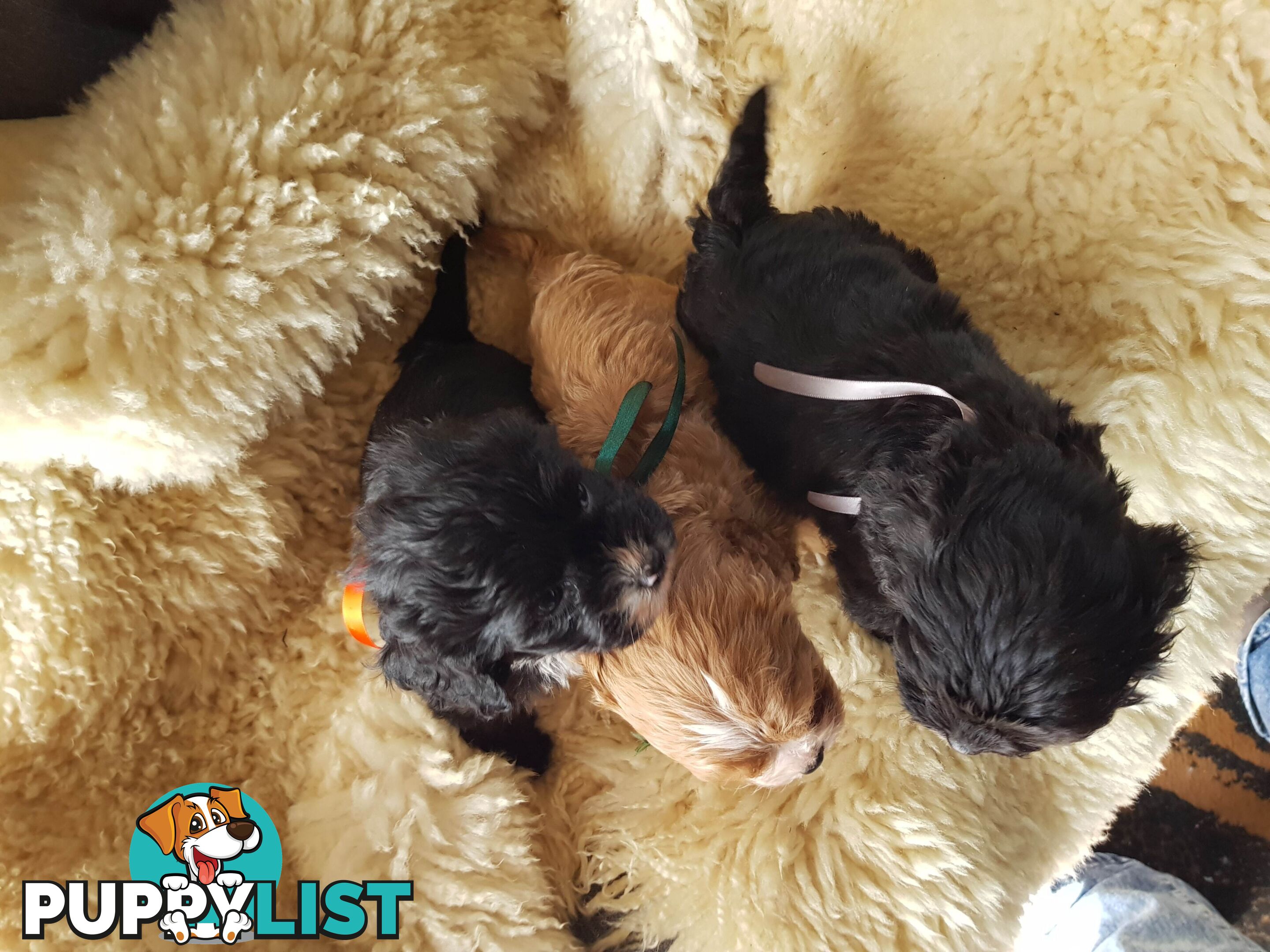 toy cavoodle   king charles cavalier x toy poodle dna clear parentage