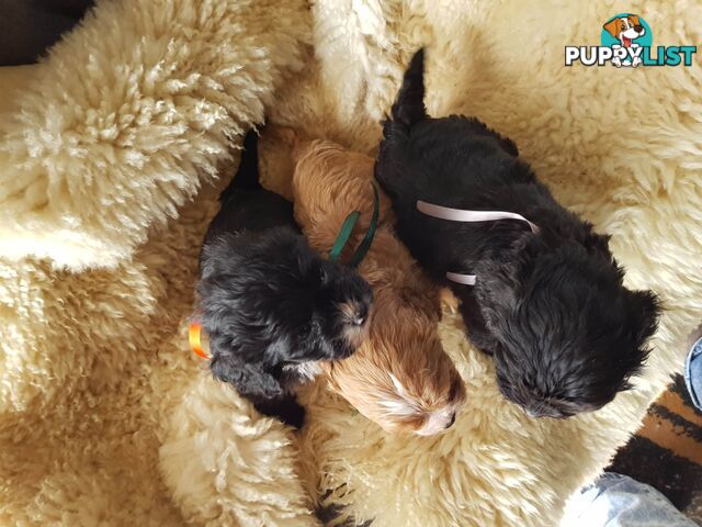 toy cavoodle   king charles cavalier x toy poodle dna clear parentage