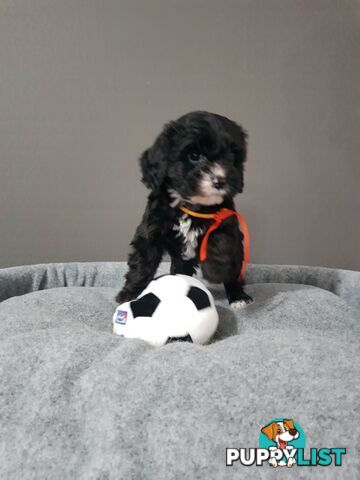 toy cavoodle   king charles cavalier x toy poodle dna clear parentage only 1 left