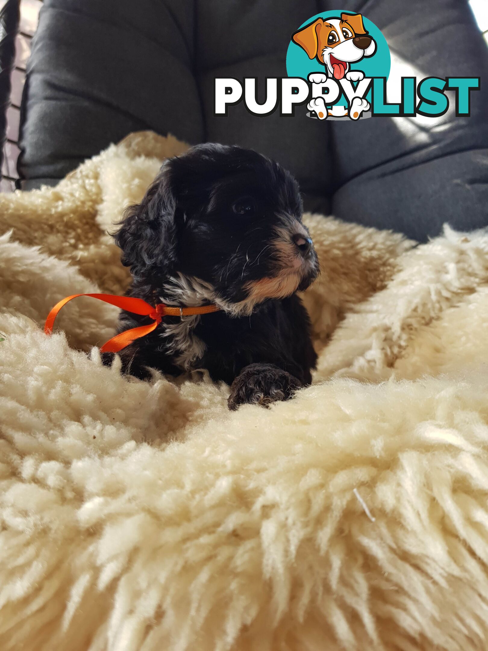 toy cavoodle   king charles cavalier x toy poodle dna clear parentage