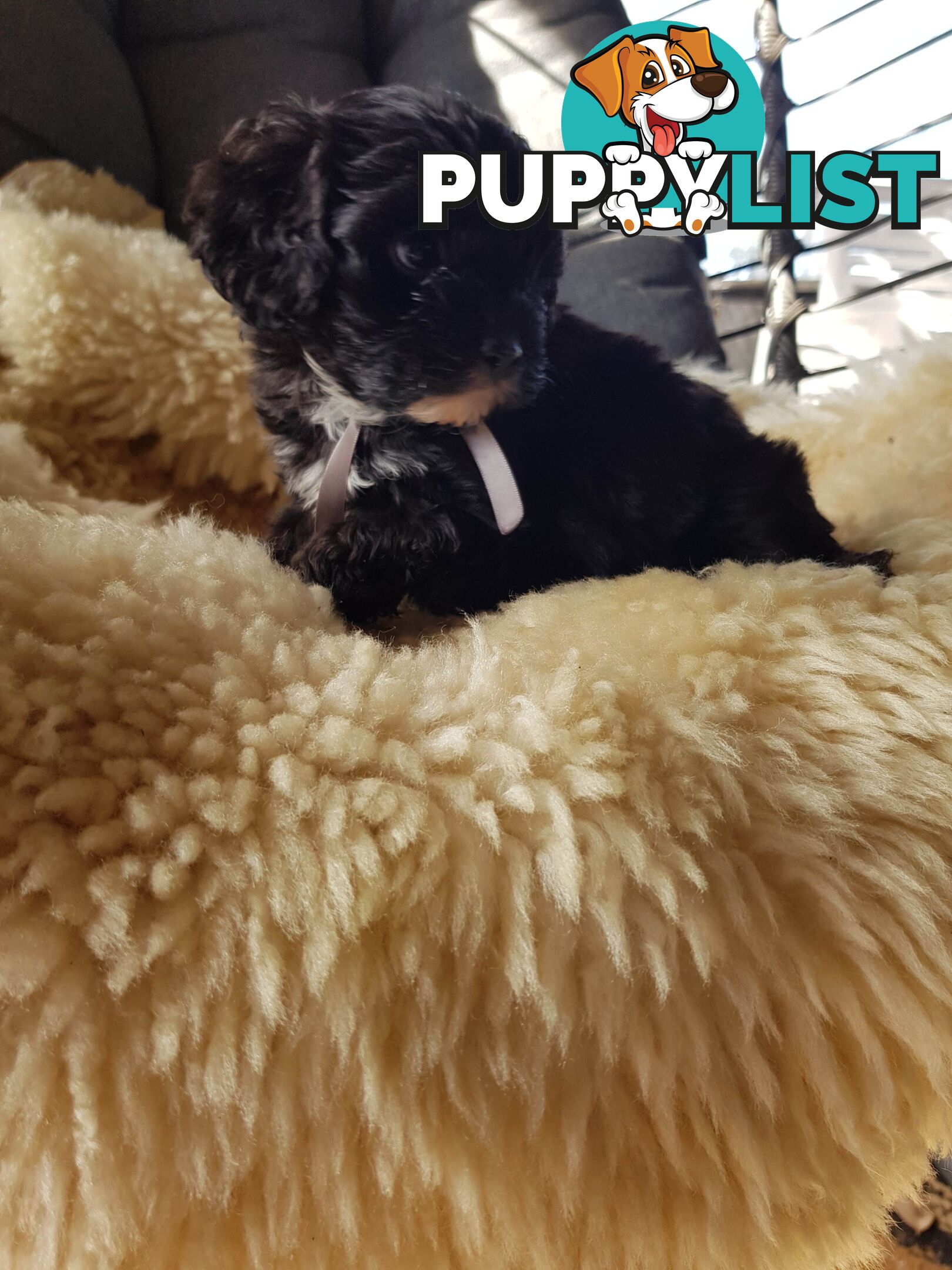 toy cavoodle   king charles cavalier x toy poodle dna clear parentage