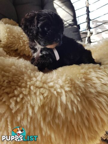 toy cavoodle   king charles cavalier x toy poodle dna clear parentage