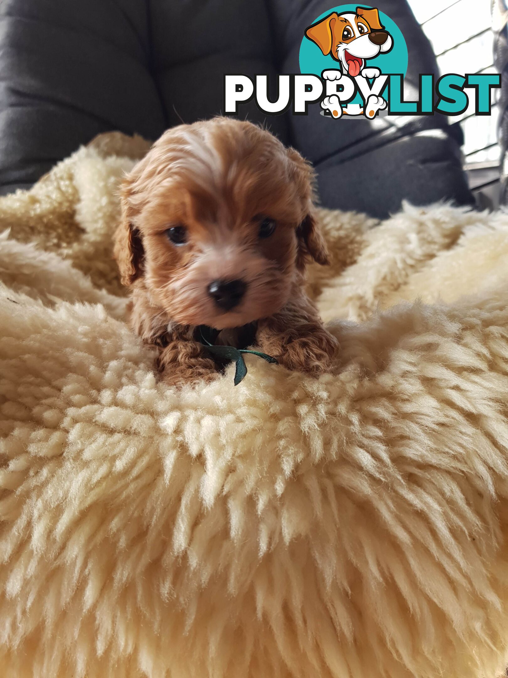 toy cavoodle   king charles cavalier x toy poodle dna clear parentage
