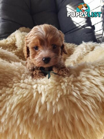 toy cavoodle   king charles cavalier x toy poodle dna clear parentage