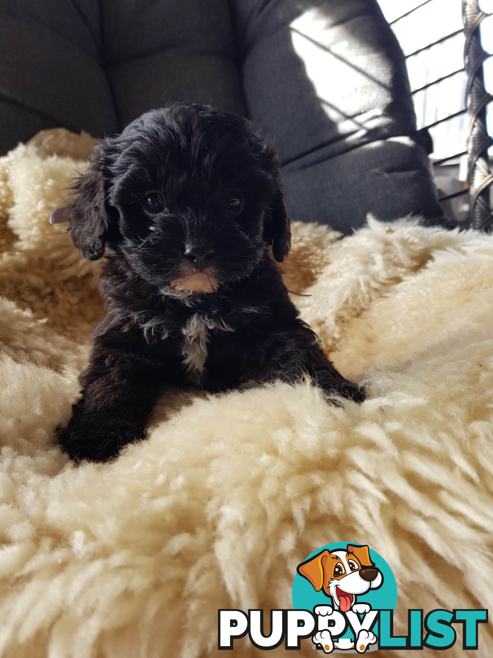 toy cavoodle   king charles cavalier x toy poodle dna clear parentage