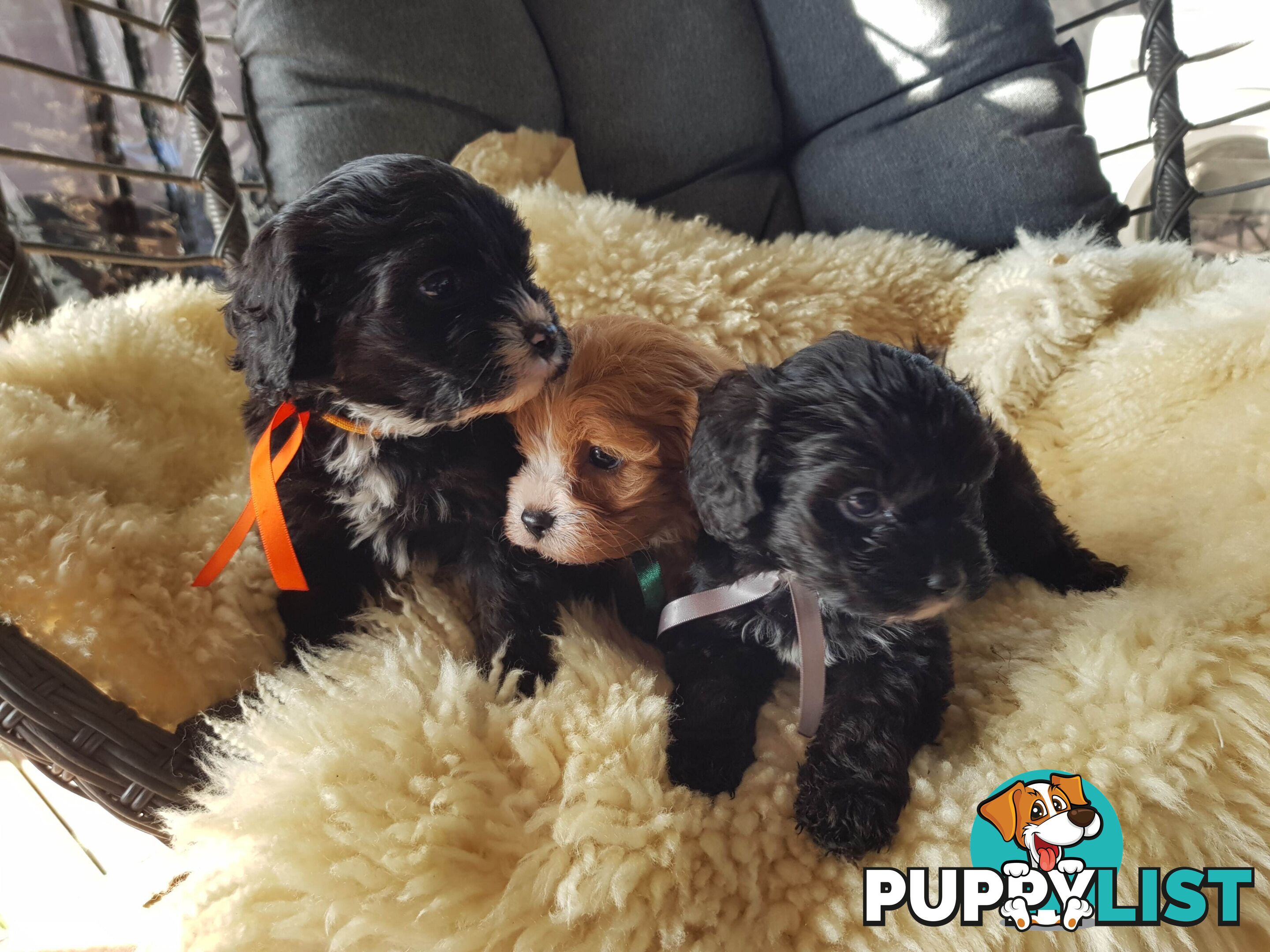 toy cavoodle   king charles cavalier x toy poodle dna clear parentage