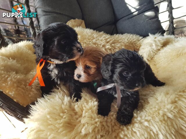 toy cavoodle   king charles cavalier x toy poodle dna clear parentage