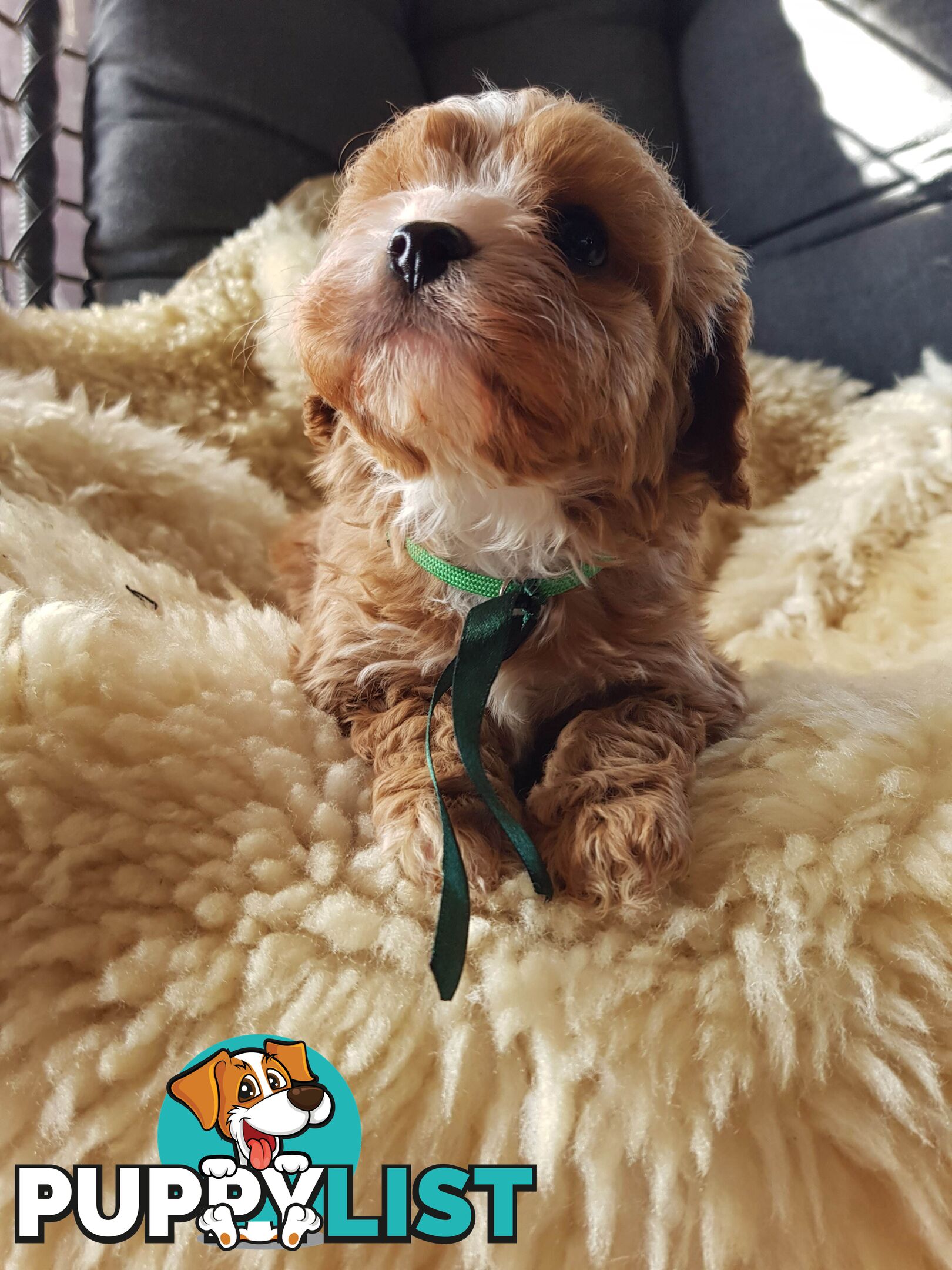 toy cavoodle   king charles cavalier x toy poodle dna clear parentage