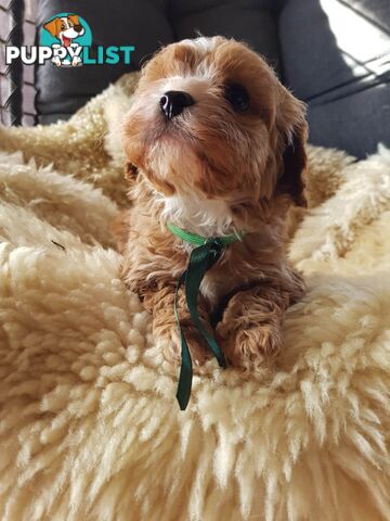 toy cavoodle   king charles cavalier x toy poodle dna clear parentage